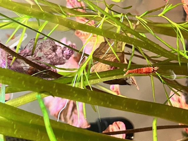 Blue Beta in planted Tank